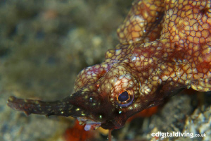 Portrait of a Little Dragonfish - Pegasus Seamoth (Eurype... by David Henshaw 